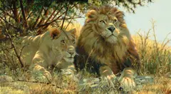 Guy Coheleach, Lions in Dappled Light, oil on canvas
