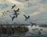 Harry Adamson, Pintails