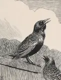 Johannes Larsen, Two starlings, 1931, print (other)