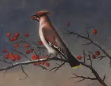 Johan Laurentz Jensen, A Bullfinch Eating Rowan Berries, Oil on panel