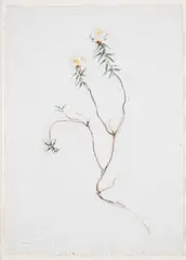Aimo Kanerva, Flower, mixed media on paper