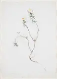 Aimo Kanerva, Flower, mixed media on paper