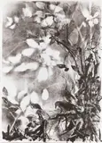 Kaisu Sirviö, Crow, lithograph on paper