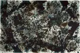 Sam Francis, Dark Cup