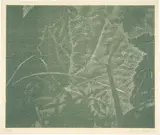 Franz Gertsch, Pestwurz