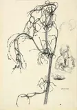Otto Dix, Pflanzenstudie mit Knabenbildnis