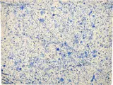 Sam Francis, Untitled 1959–1960 – Dripping in Blue, Aquarell
