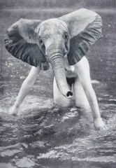 Sabrina Jung, "Elefant", 2011, 12-Farb Pigmentdruck auf Papier