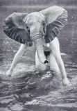 Sabrina Jung, "Elefant", 2011, 12-Farb Pigmentdruck auf Papier