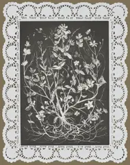 Christoph Knecht, Aus der Serie: Plant of Opportunities, 2012, Aquatintaradierung auf Tortenspitze