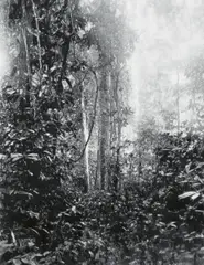 Eric Manigaud, Jungle #4 Sentier dans la Brousse, 2008, Bleistift und Grafitpuder auf Papier
