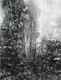 Eric Manigaud, Jungle #4 Sentier dans la Brousse, 2008, Bleistift und Grafitpuder auf Papier
