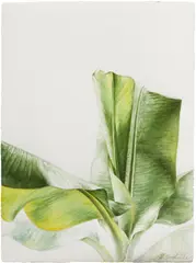 Barkley L. Hendricks, Untitled, 1978, watercolor on paper