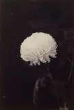 Chrysanthemum by Wolfgang Tillmans, 2006, chromogenic print, sold Feb 2026