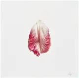 Cj Hendry, Tulip: Epilogue, 2020, colored pencil on paper