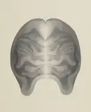 Peter Schmidt, Grey Brain, gouache