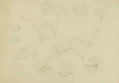 John Nash, Study of blooms, pencil with annotations