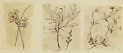 John Nash, Three drawings of true bulrush, bog myrtle and tormentil, pen and ink and wash
