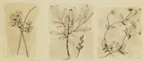John Nash, Three drawings of true bulrush, bog myrtle and tormentil, pen and ink and wash