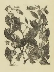 Deadly Nightshade, Poisonous Plants by John Nash, 1927, wood engraving, sold Jul 2026