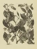 John Nash, Deadly Nightshade, Poisonous Plants, 1927, wood engraving