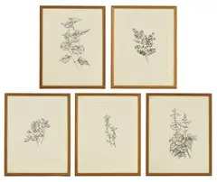 John Nash, Flower drawings, each individually numbered and with edition number 2/65 in pencil l.c.