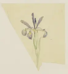 John Nash, Iris, pencil and watercolour