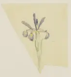 John Nash, Iris, pencil and watercolour