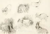 Walter Osborne, STUDY OF GOATS