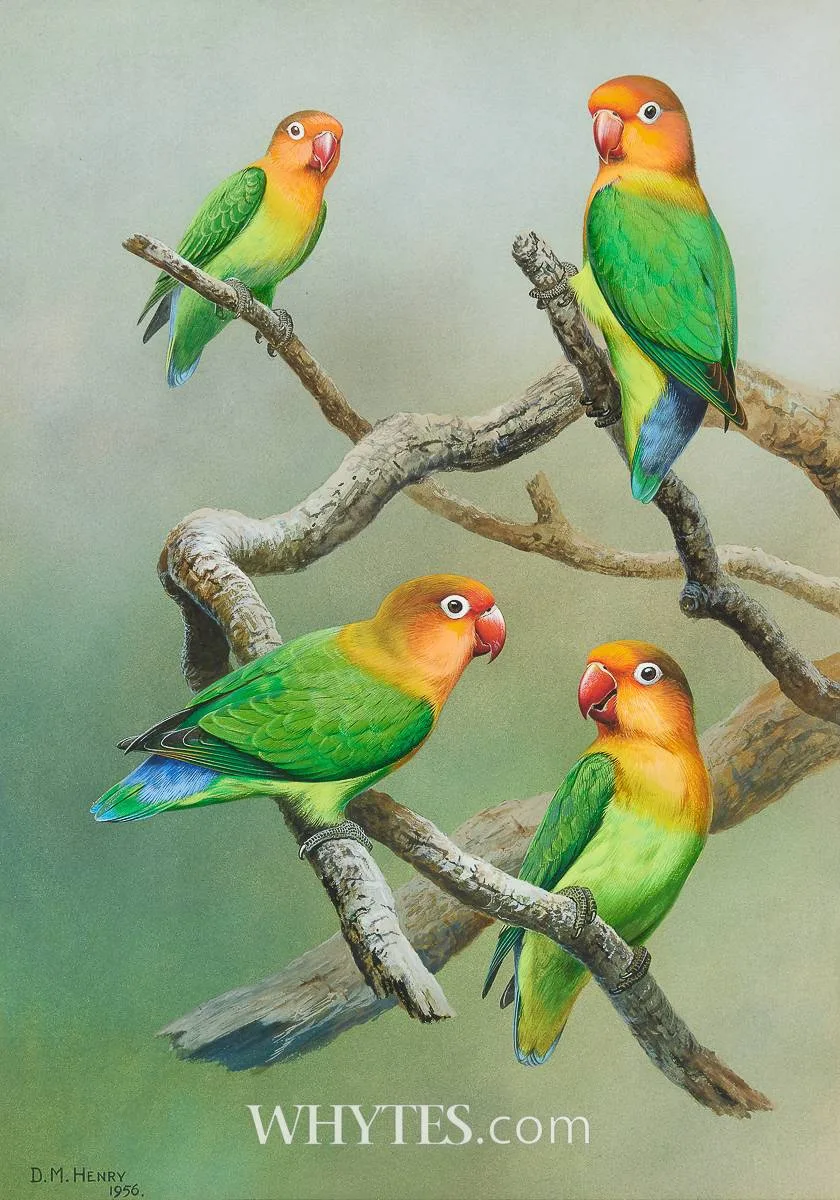 David Morrison Reid Henry, FISHER'S LOVEBIRDS ON BRANCHES, 1956, gouache