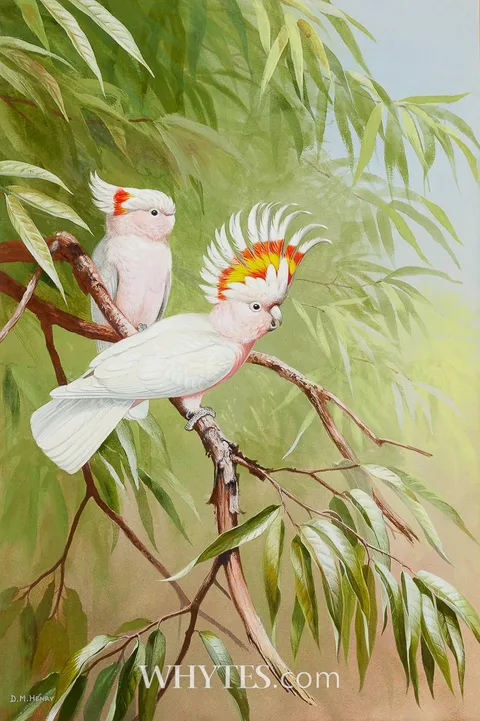 David Morrison Reid Henry, LEADBEATER COCKATOO, gouache