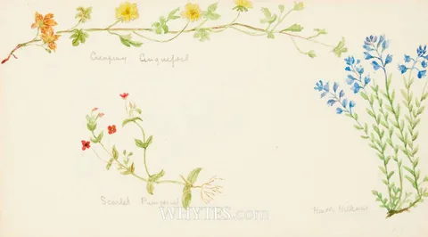 FLOWER STUDIES - DOUBLE SIDED by Mildred Anne Butler, watercolour, offered Jun 2026