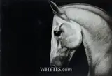 Paddy Lennon, HORSE STUDY