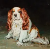 Mark O'Neill, CAVALIER KING CHARLES SPANIEL STUDY
