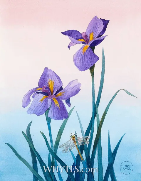 Clare Cryan, IRISES AND DRAGONFLY, watercolour