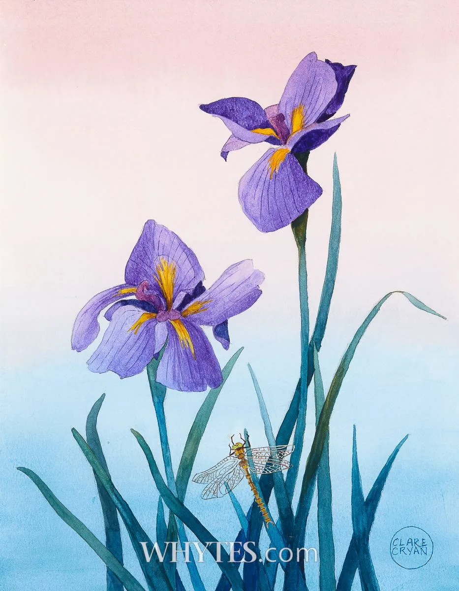 IRISES AND DRAGONFLY by Clare Cryan, watercolour, sold Mar 2026