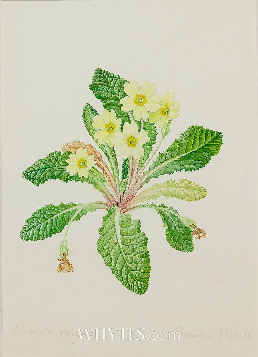 Frances Poskitt, PRIMULA VULGARIS, gouache on paper