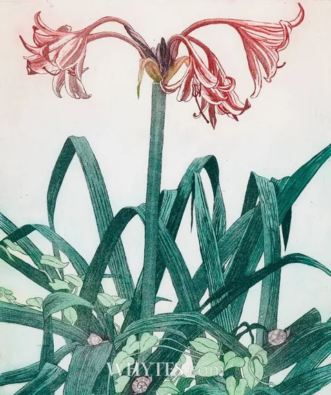 Pamela Leonard, CRINUM, aquatint in colours; (no. 16 from an edition of 100)