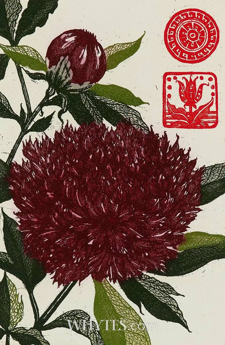 Jean Bardon, WALLFLOWER I, PAEONY, etching in colours; (no. 18 from an edition of 250)