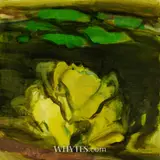 Barrie Cooke, LOUGH ROSS (CABBAGES)