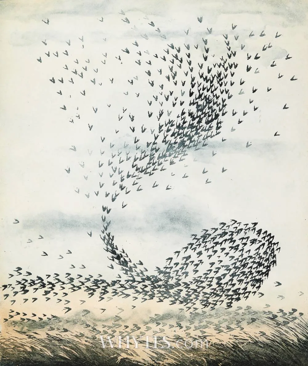 Vincent Sheridan, STARLING FLIGHT NO. 1, lithograph in colours; (no. 18 from an edition of 50)