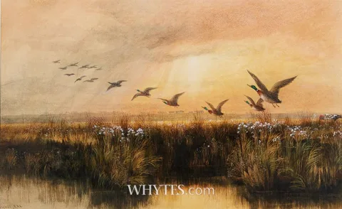 Andrew Nicholl, MALLARDS IN FLIGHT, watercolour with bodycolour and sgraffito