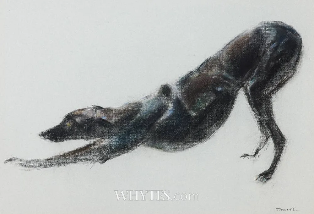 Jonathan Trowell, STRETCHING GREYHOUND STUDY, charcoal and pastel