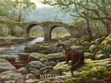 Julian Friers, OTTER, THE MEETING OF THE WATERS, KILLARNEY, COUNTY KERRY