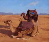 Colin Watson, CAMELS