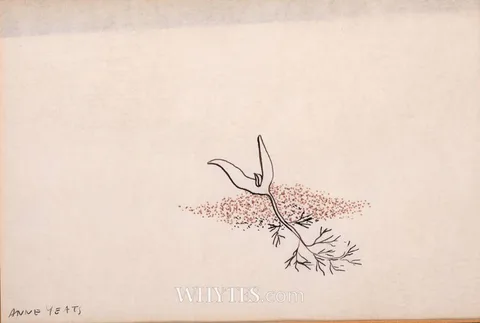 Anne Yeats, LITTLE DIRECTIONAL INSTINCTS UNCOILED FROM THE WET MUDTRACKS, FROM 38 PHOENIX STREET, ink
