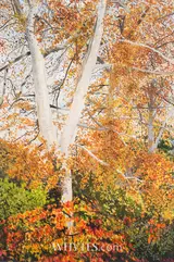 Tim Goulding, AUTUMN TINTS 3