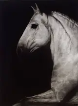 Paddy Lennon, HORSE HEAD