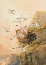 Helen O'Hara, GULLS ON THE CLIFFTOP