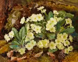 Geraldine O'Brien, PRIMROSES